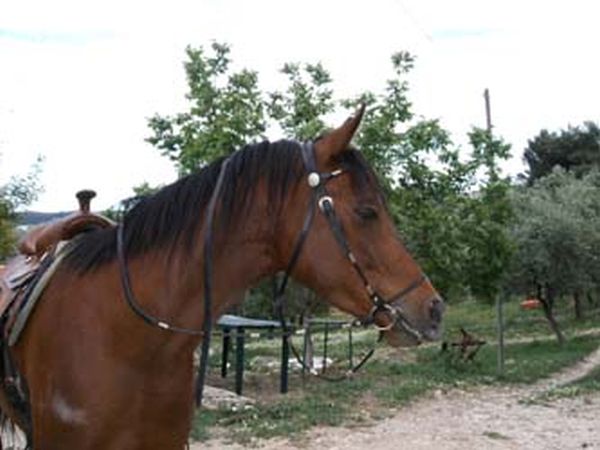 Azienda Agricola Gentile - foto 559.jpg