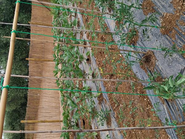 Agriturismo I Girasoli - foto 36908.jpg