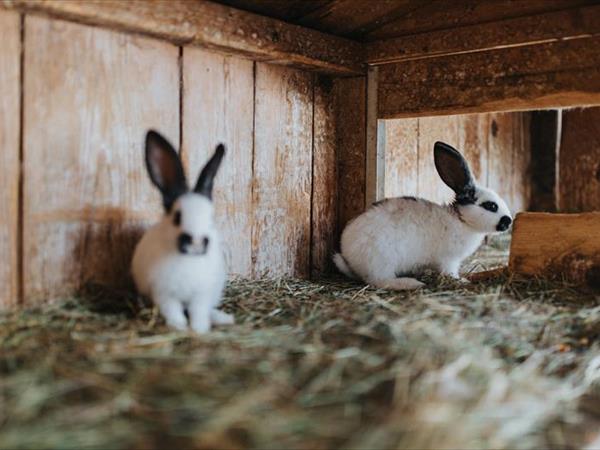 Residence Obermoarhof - foto 36948.jpg