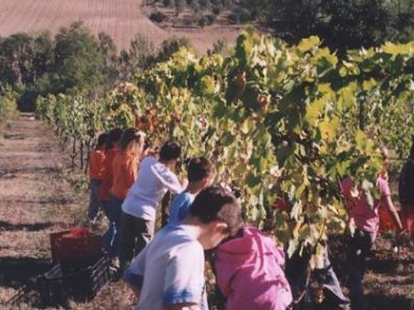 Agriturismo Tenuta il Pino di  Tiberi - foto 12162.jpg
