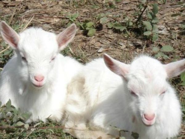 Rifugio del Lupo - foto 13733.jpg