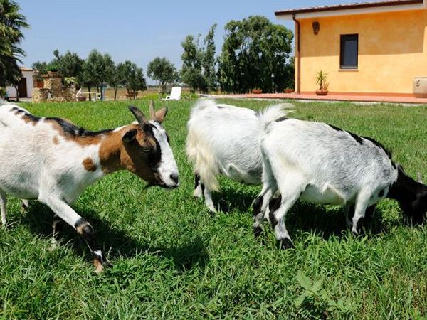  La Genziana - foto 8925.jpg