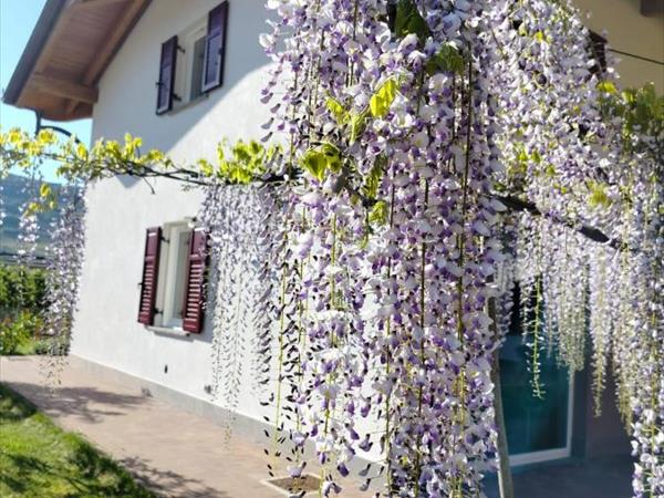 Agritur Lavanda - Nave San Rocco (TN)