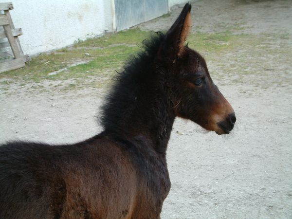 masseria Avellaneta - San Marco la Catola (FG)