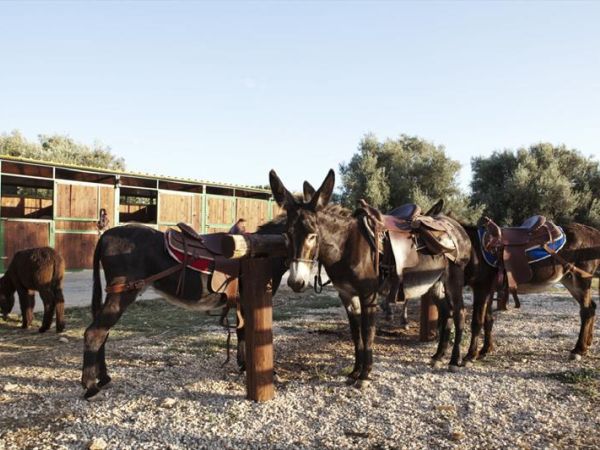 Agriturismo Agrimilo - Noto (SR)