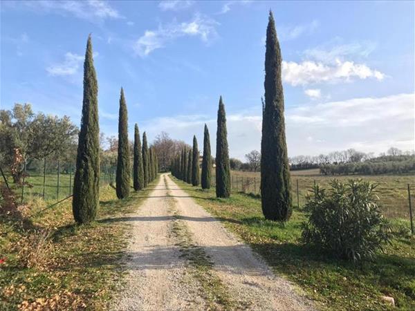 Agriturismo La lampada di Atena - Vetralla (VT)