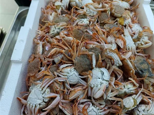 TUNA FISH TRATTORIA DEL MARE - foto 8566.jpg