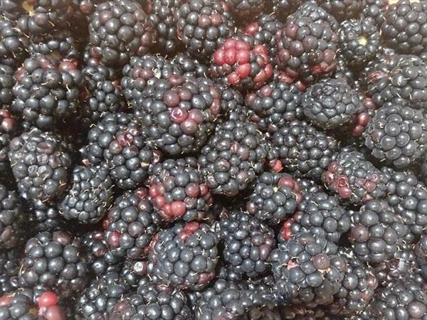 Agriturismo I Girasoli - foto 8606.jpg