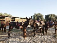 Agriturismo Agrimilo